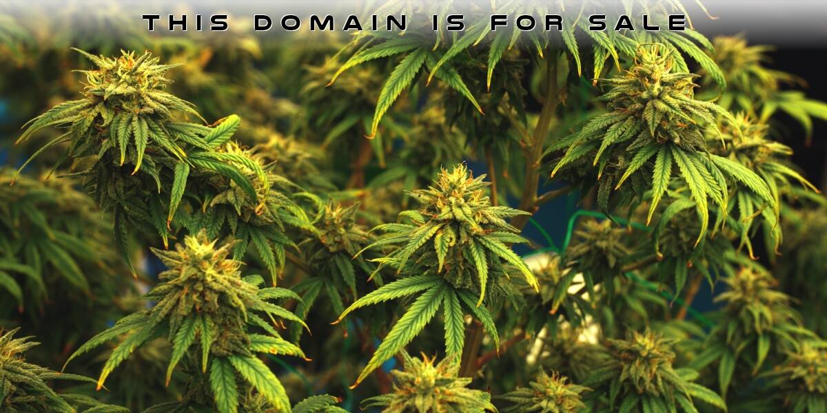 cannabis-indoor-de